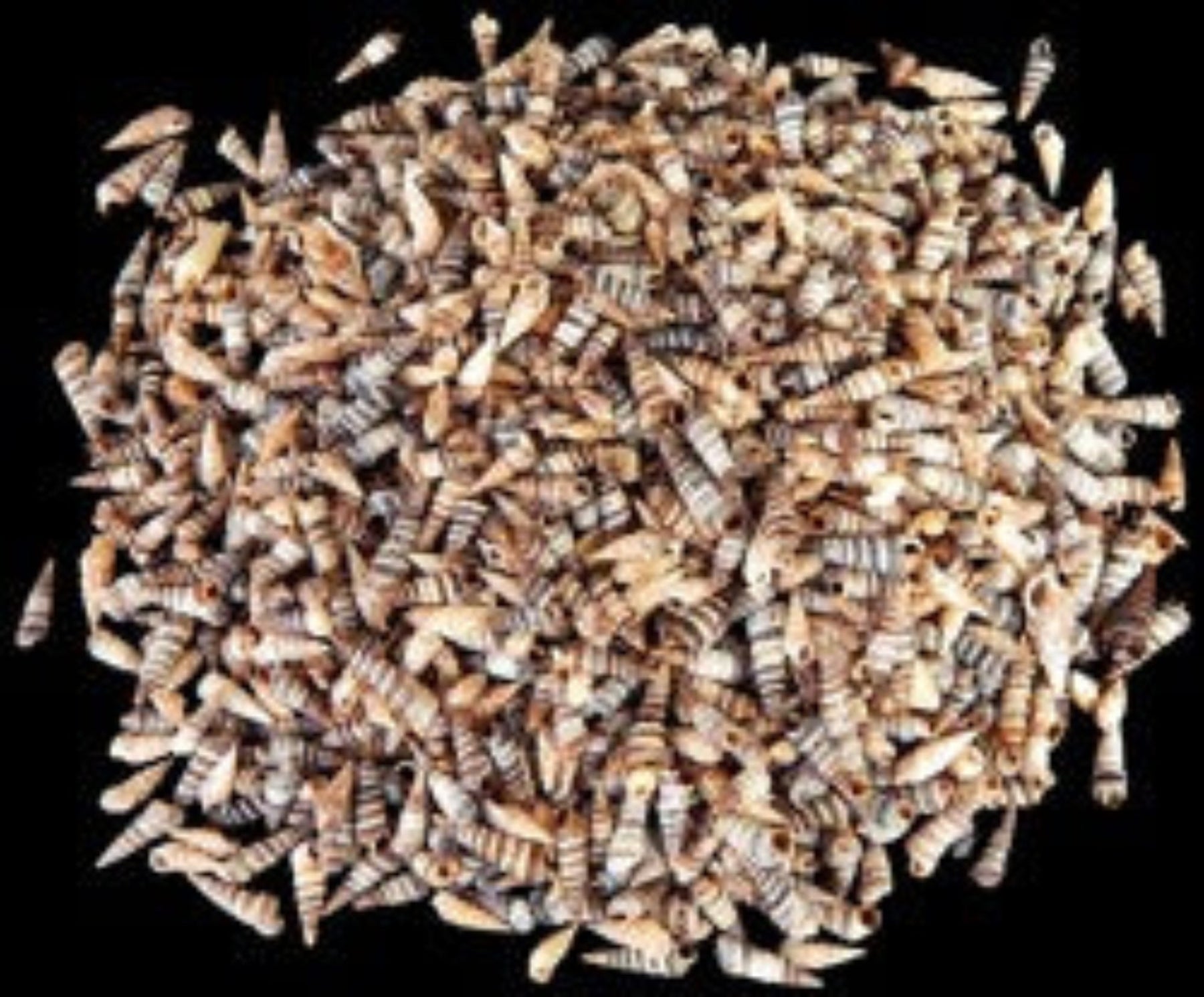 Rhinoclavis Shells measuring  1/2' or Less  Sold by the 1/4 pound   60926