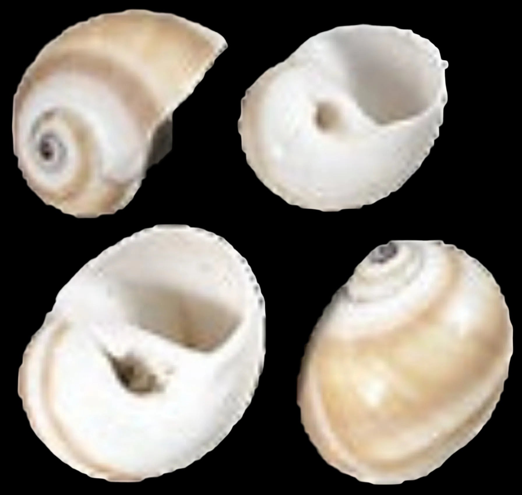 Shark Eye Shell 1 to 1 1/2", Sold Each ####