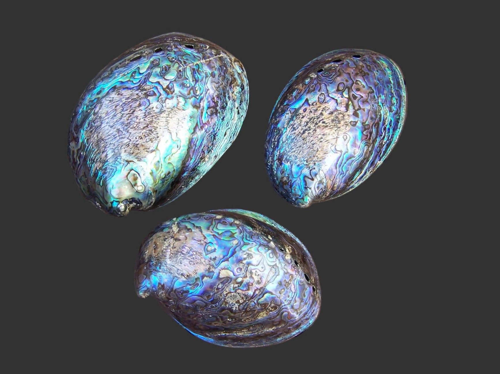 Abalone Paua Polished Scareface 4 to 5" Shell Sold Each ####