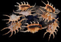 Lambis Scorpio Spider Conch Shells measuring 4 to 5" Sold Each  61426