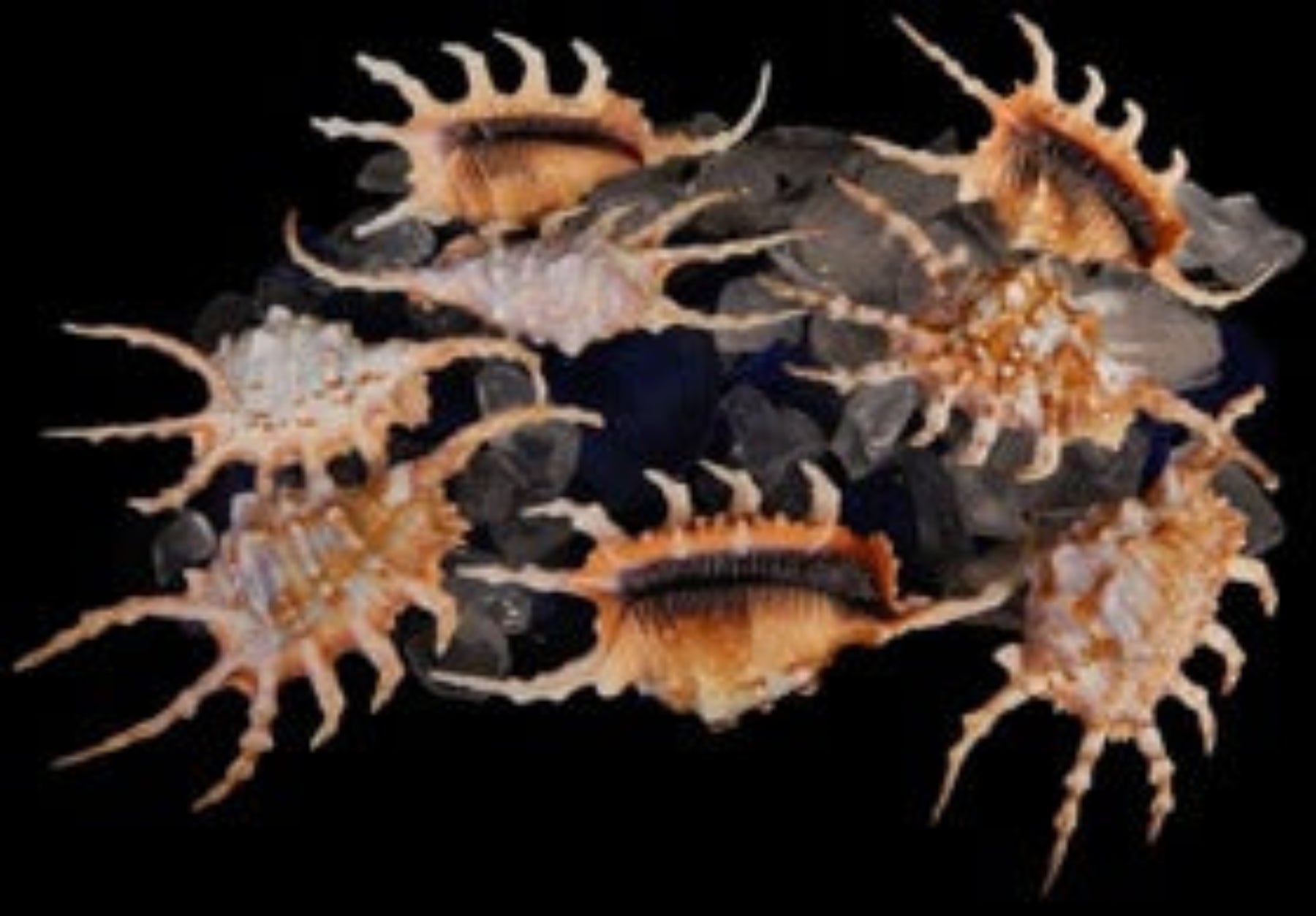 Lambis Scorpio Spider Conch Shells measuring 4 to 5" Sold Each  61426