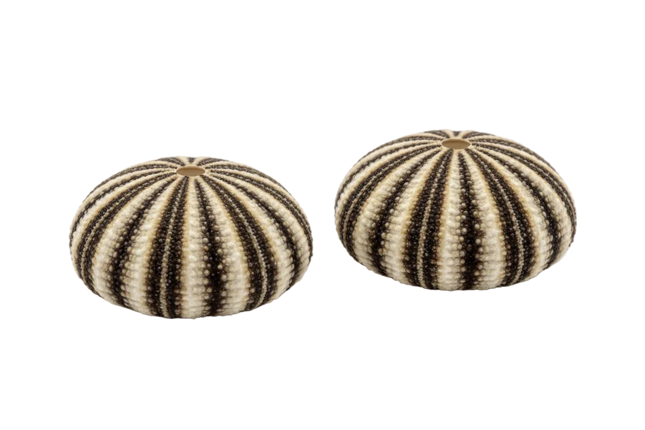 Radiata Sea Urchins measuring approximately 5"  SOLD OUT   61126