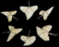 Shark Tooth Wrapped in Silver Wire  measuring 3/4 to 1" Sold Each  61226