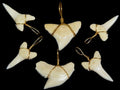 Shark Tooth Wrapped in Gold Wire measuring 3/4 to 1" Sold Each  61226