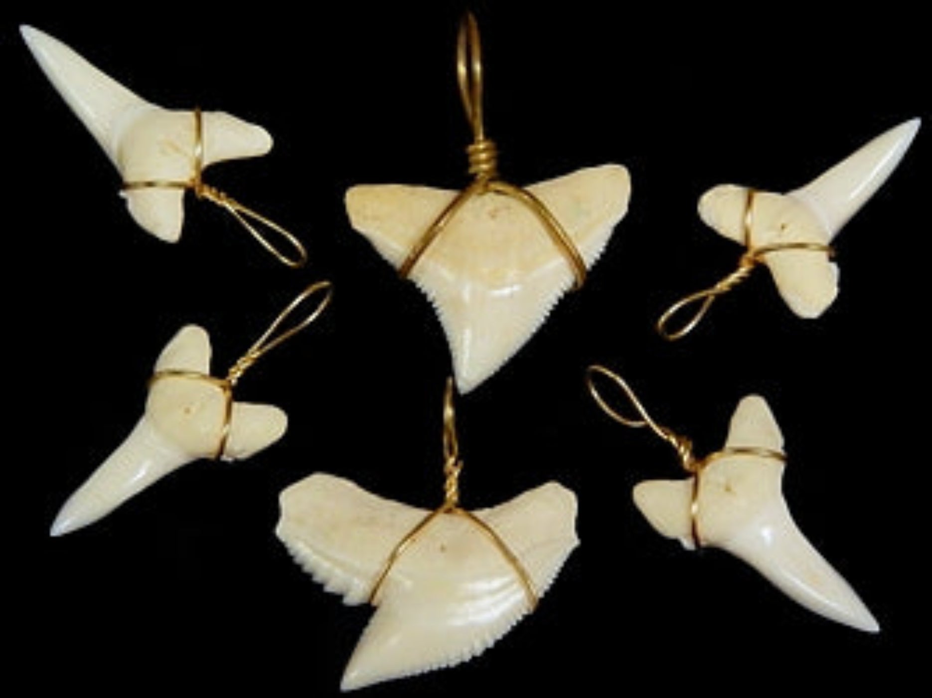 Shark Tooth Wrapped in Gold Wire measuring 3/4 to 1" Sold Each  61226