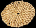 Hand Strung Shell Hot Plate Placemats measuring 6" Sold Each  61226