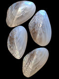 One Silver River Mussel Pair - 5 1/2 to 6 Inches      100626