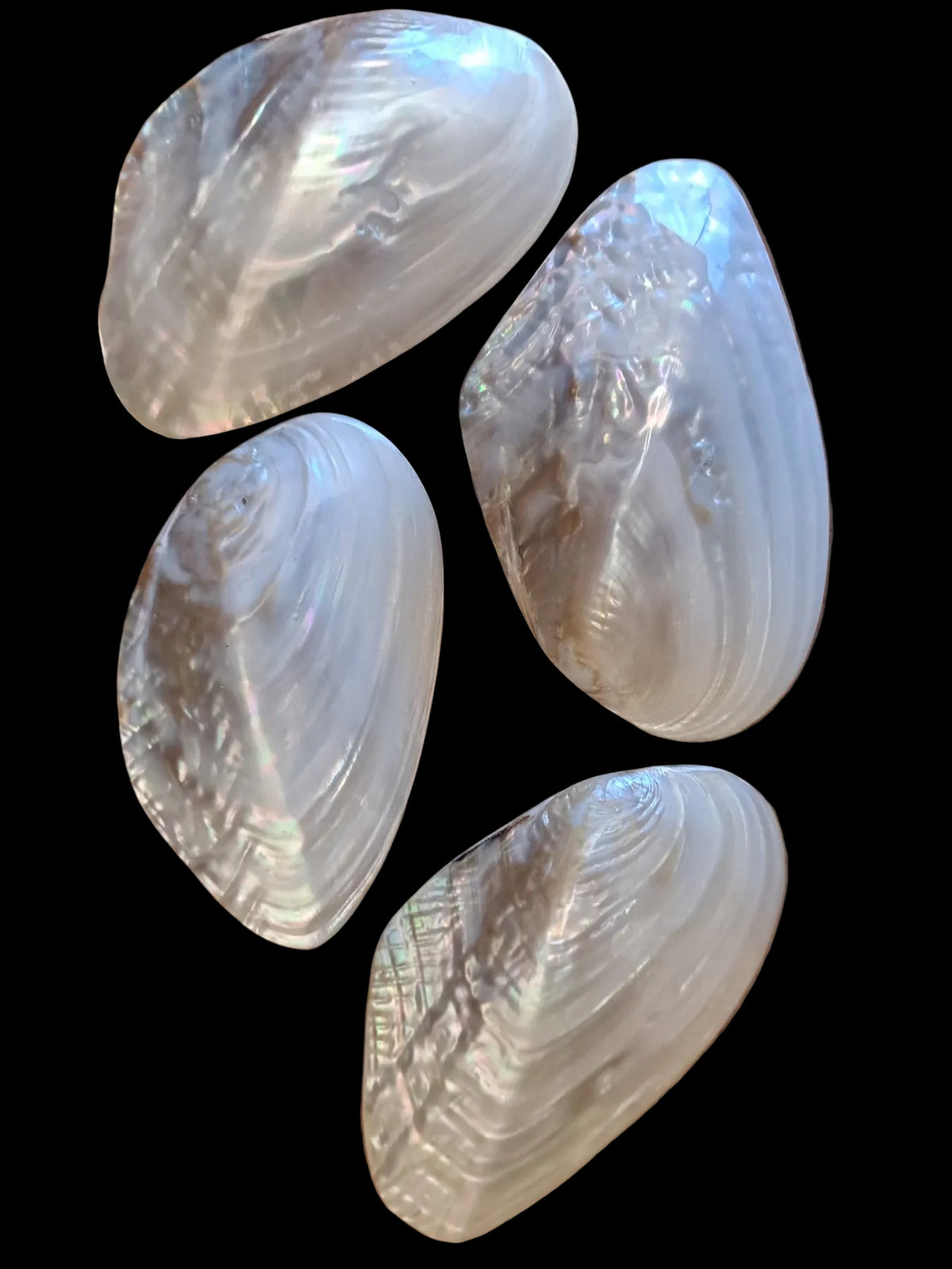One Silver River Mussel Pair - 5 1/2 to 6 Inches      100626