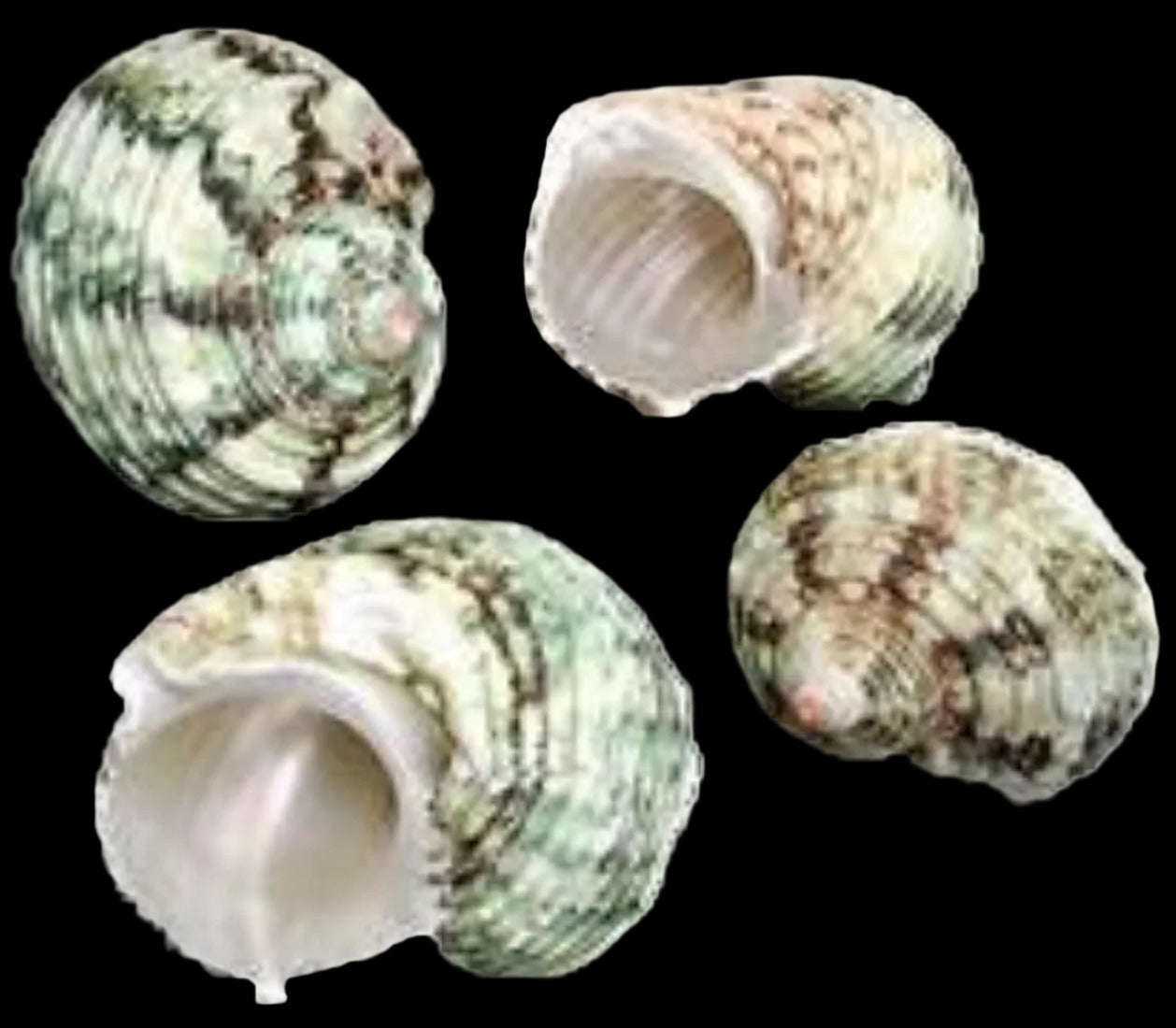 Turban Green Silver Mouth 1 to 2 1/2" Shells Sold By The 1/4 LBS ####