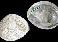 Abalone Silver Ruff Back 3 1/2 to 5 1/2"  Sold Each ###