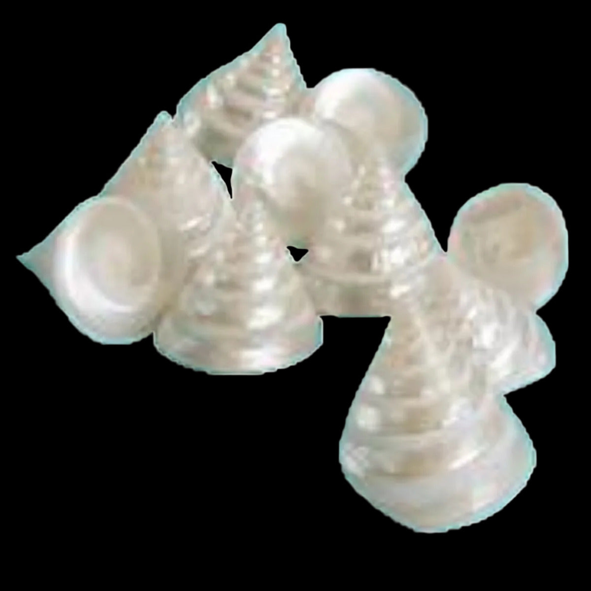Troca (Silver) 2 to 2 1/2" Shells Sold Each ####