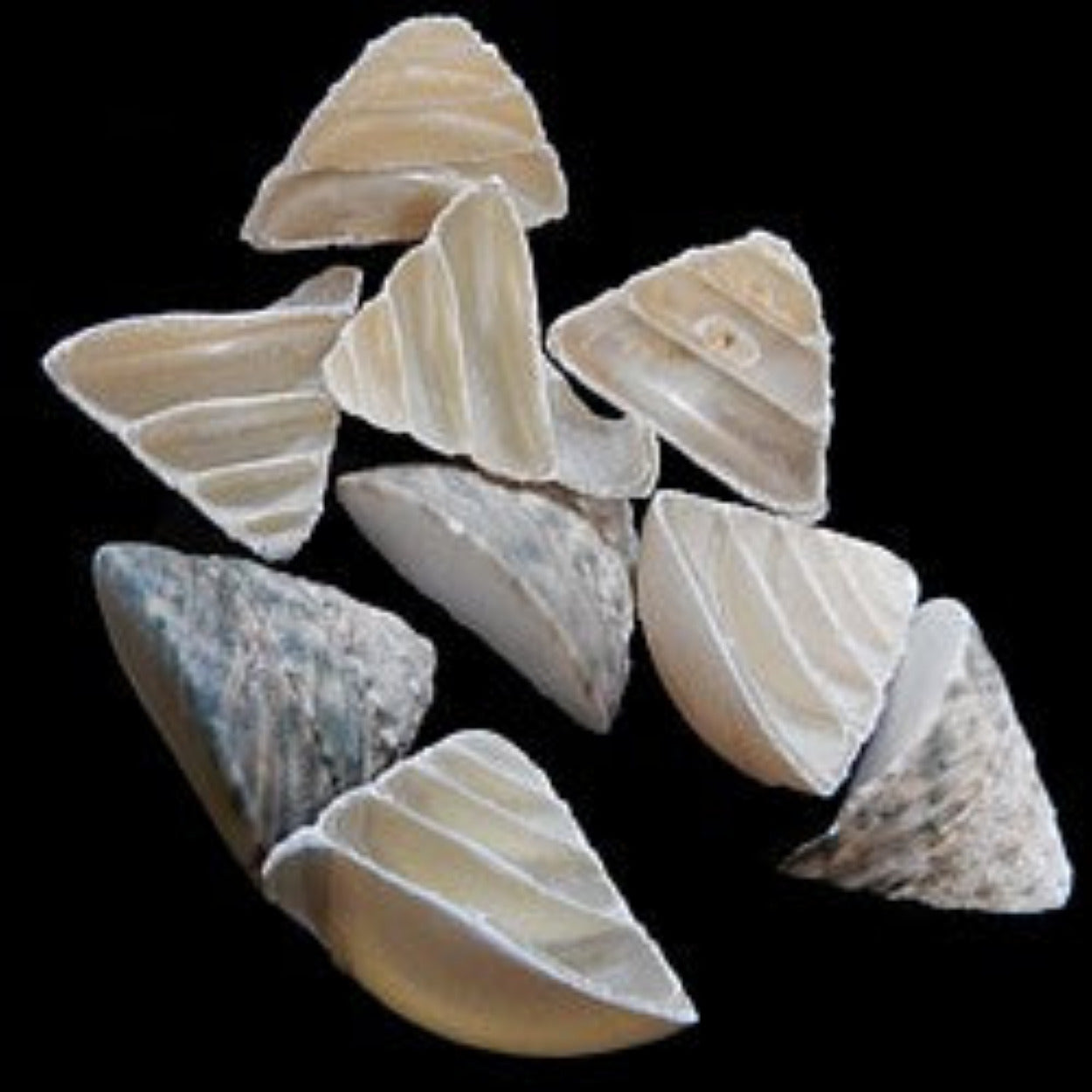 Slant Cut Troca Shells measuring 2 to 3"  Sold By The 1/4 LBS   32526