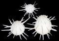 Oyster Spondylus Imperalis 3 to 4" Shell Pairs OUT OF STOCK ####
