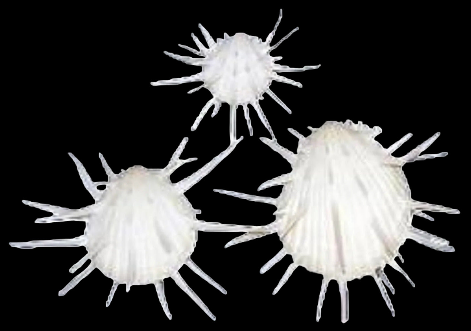Oyster Spondylus Imperalis 3 to 4" Shell Pairs OUT OF STOCK ####