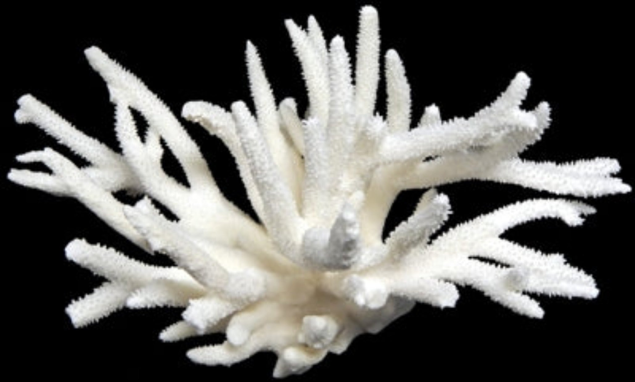 Coral Staghorn Cluster 7 to 10"  OUT OF STOCK ####