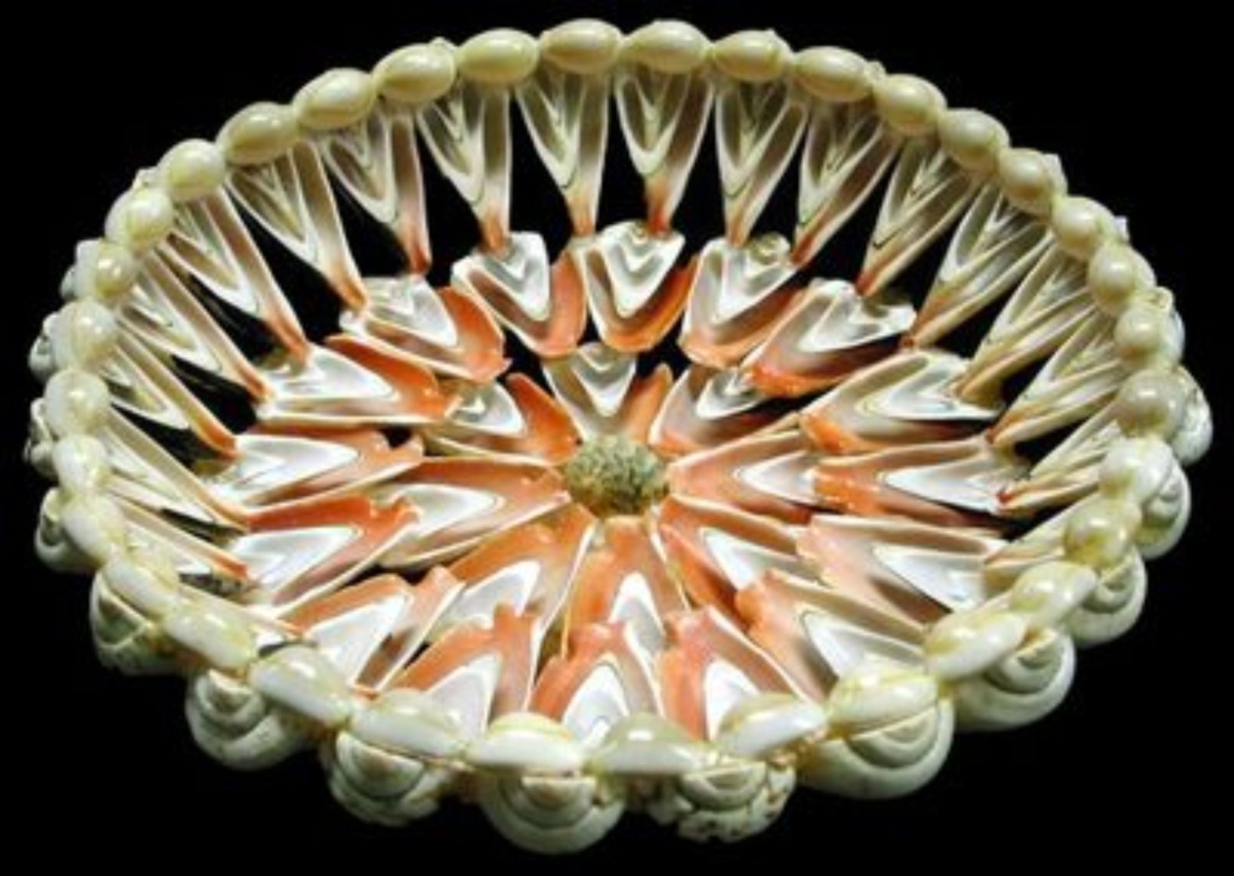 Strawberry Strombus Shell Bowl measuring approximately  9"  Sold Each  61226