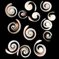 Strawberry Strombus Shell Center Slices measuring approximately 3/4"  Sold Each 31726