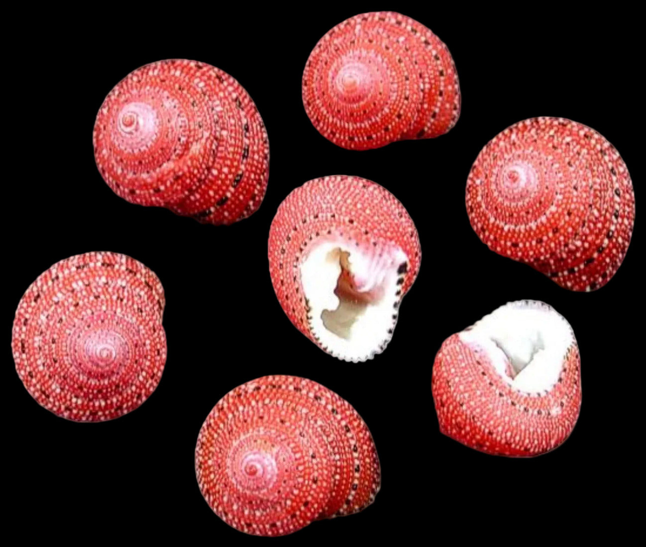 Turban Shell (Strawberry Top) 1/2" or less Shell Sold Each ####