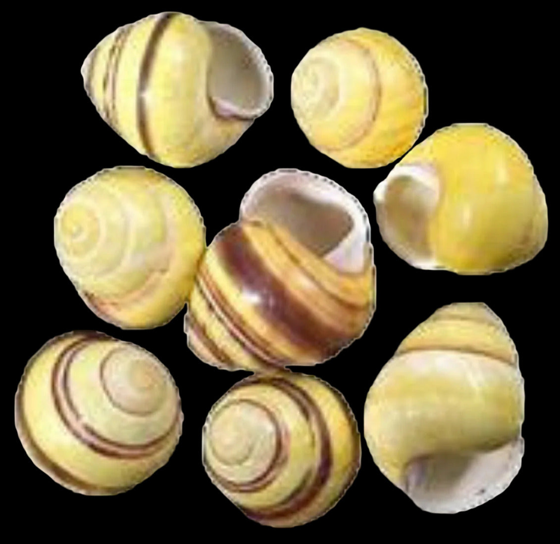 Snail (Stripped Land)  3/4" or Less shell Sold Each ####