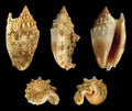 Strombus Auresdiane shell measuring 2 to 2.5" sold by the 1/4 pound      61626