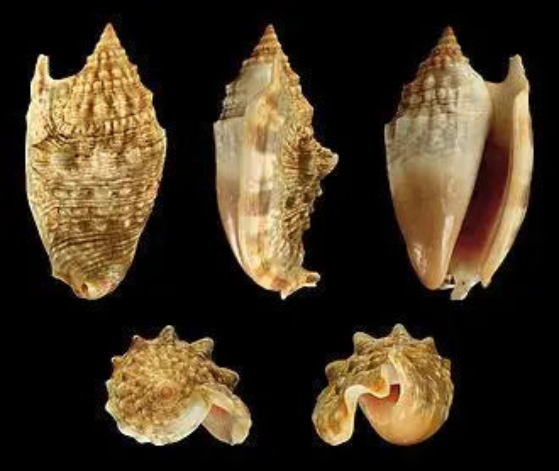 Strombus Auresdiane shell measuring 2 to 2.5" sold by the 1/4 pound      61626