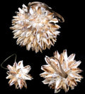 Strombus Urceus Hand Crafted Shell Ball Ornament measuring 4" Sold Each  61326