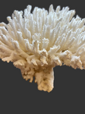 Coral (Table) 7 to 10" Cluster OUT OF STOCK ####