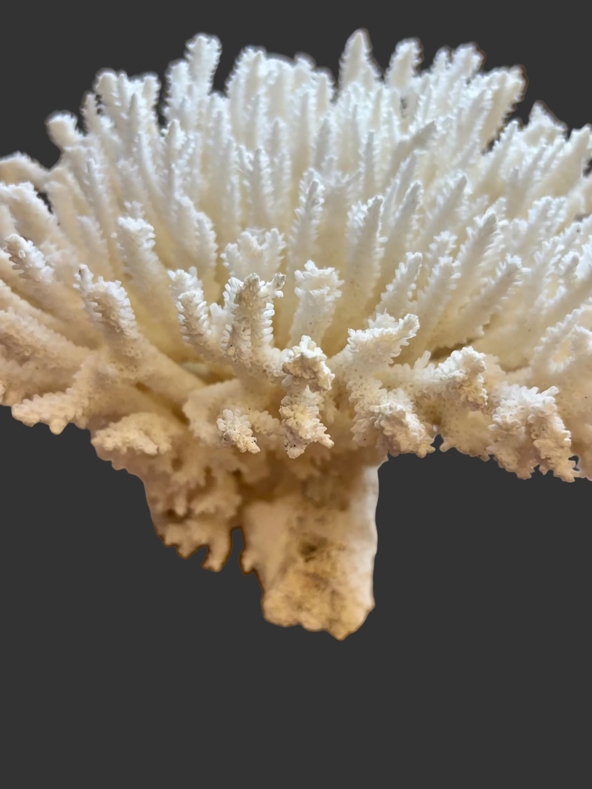 Coral Table Cluster 10 to 12" OUT OF STOCK #####