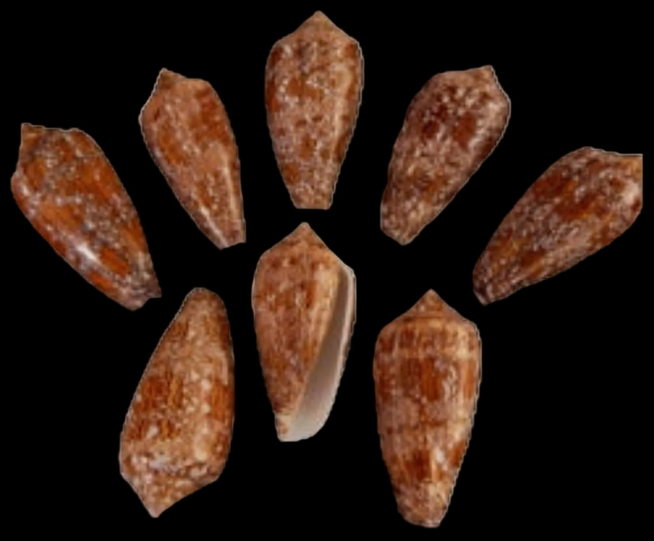 Cone Textile 2 to 3"  Shell Sold Each  ####