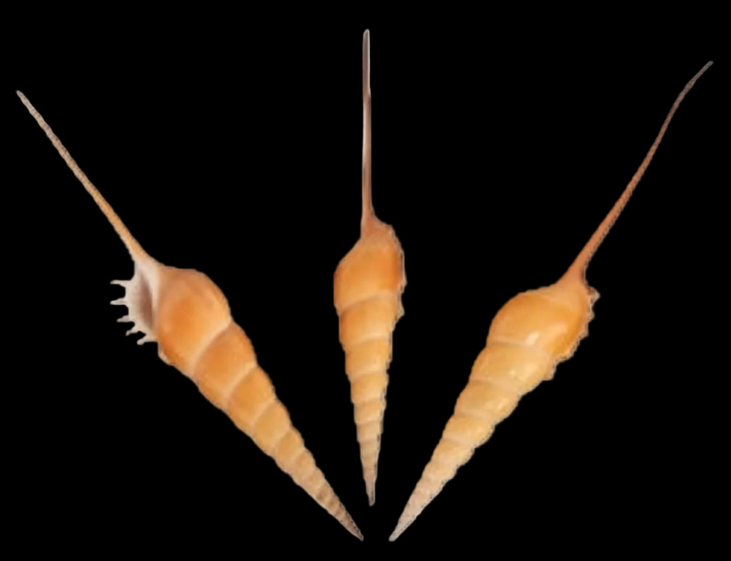 Tibia Fusus Collector 5 1/2 to 7" Shell Sold Each ####