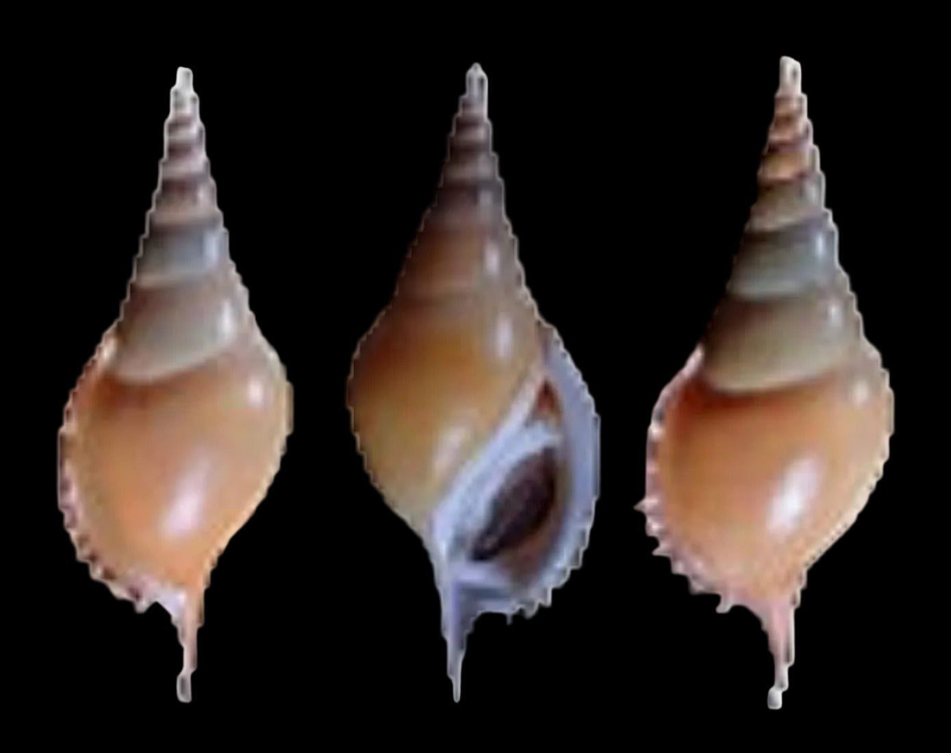 Tibia Martini 3 1/2 to 4" Shell Sold Each  ####