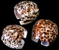 Tiger Cowrie Napkin Rings measuring 3" Sold Each    60526