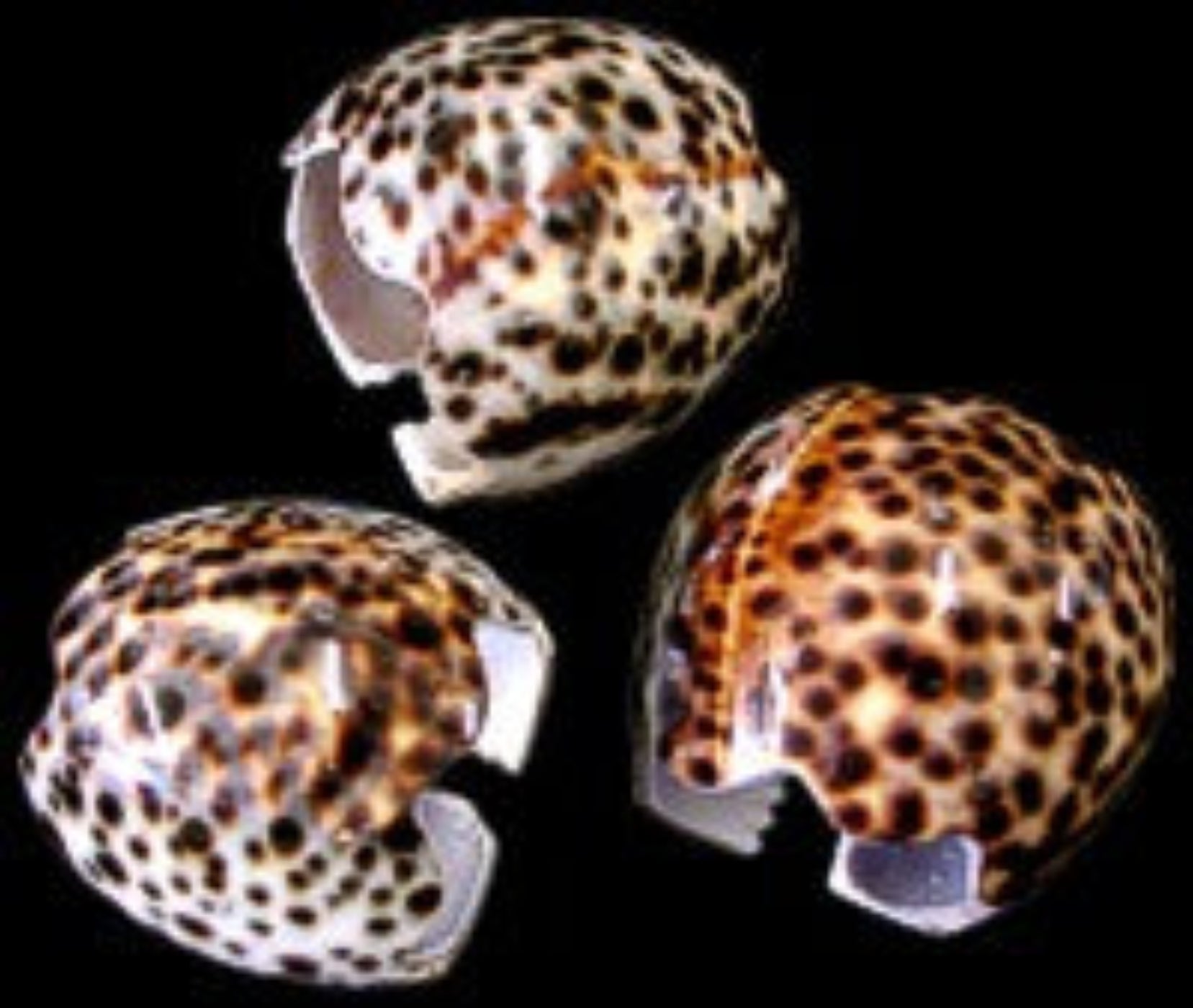 Tiger Cowrie Napkin Rings measuring 3" Sold Each    60526