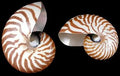 Whole Tiger Nautilus Shells measuring 7"   Sold Each     60526