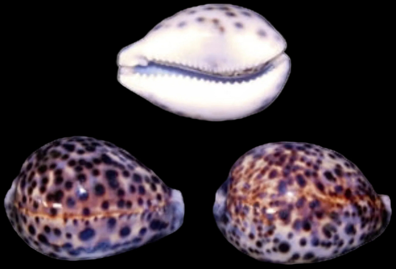Cowrie (Tiger) 2 to 3"  Shell Sold Each  ####