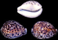 Cowrie (Tiger)  3 to 3 1/2"  Shell Sold Each  ####