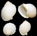 Tonna Allium Gastropod 3 to 4" Shell Sold Each ####