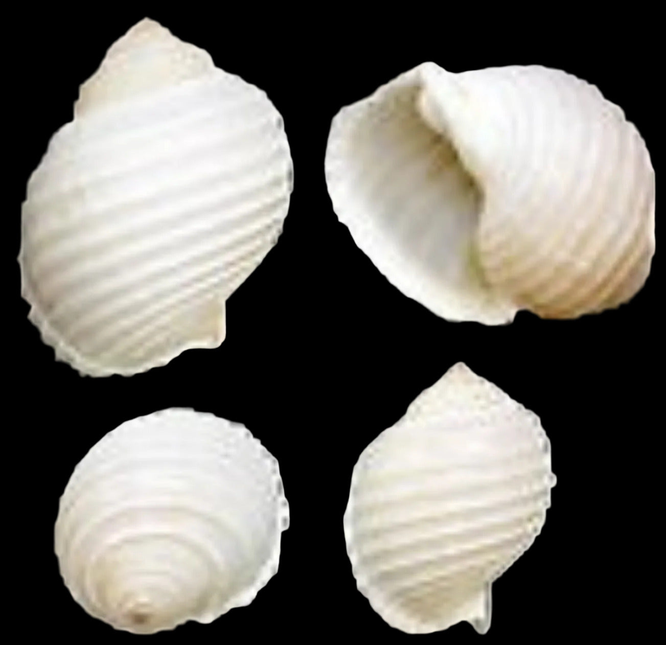 Tonna Allium Gastropod 3 to 4" Shell Sold Each ####