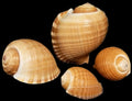Tun Tonna Oleria Shell 4 to 5"  ####