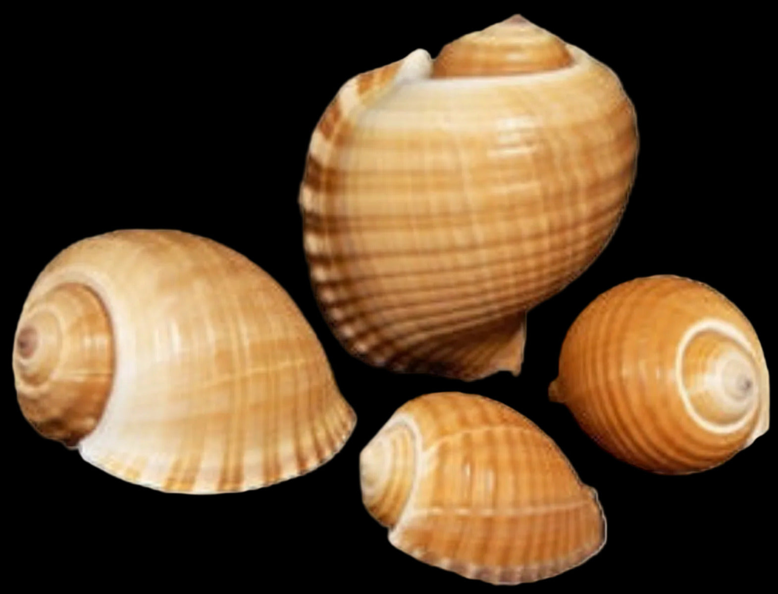 Tun Tonna Oleria 5 to 7"  Shell Sold Each  ####