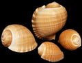 Tun Tonna Oleria Shell 9"   OUT OF STOCK ####