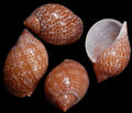 Partridge/Tonna Perdix 4 to 5" Shell  OUT OF STOCK ####