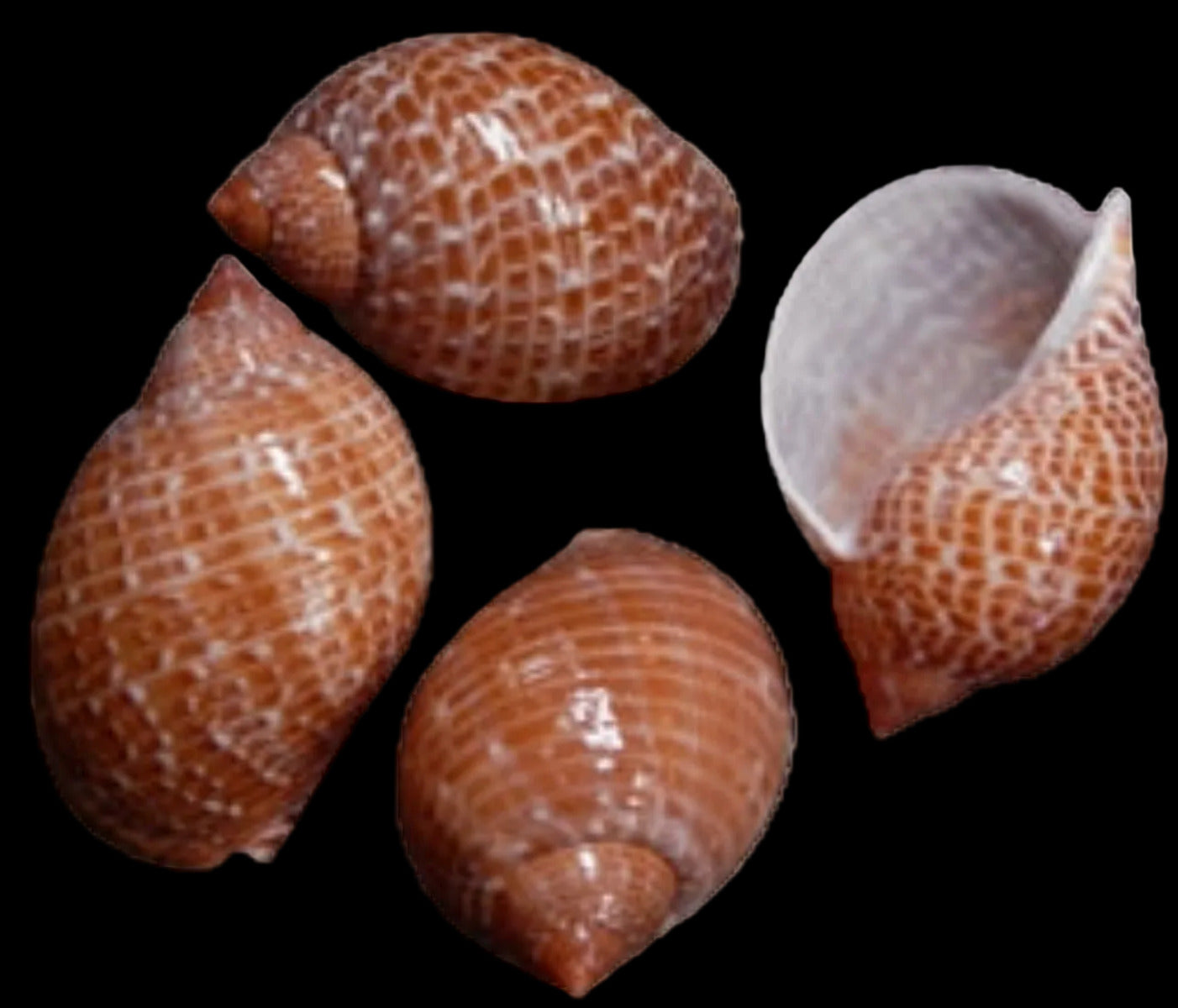 Partridge/Tonna Perdix 4 to 5" Shell  OUT OF STOCK ####