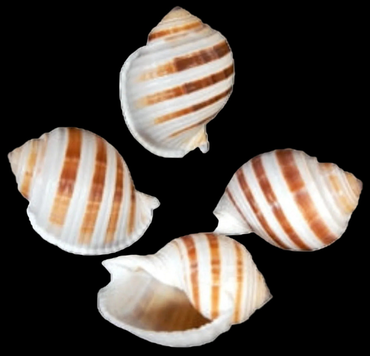 Tun Banded Tonna Selacosa 3 to 4 1/2" Shell  Sold Each  ####