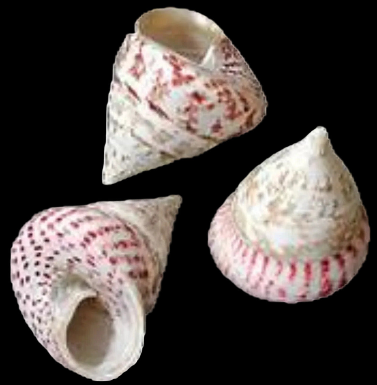 Troca Maculata Polished Shell 2 1/2 to 3", Sold Each ####