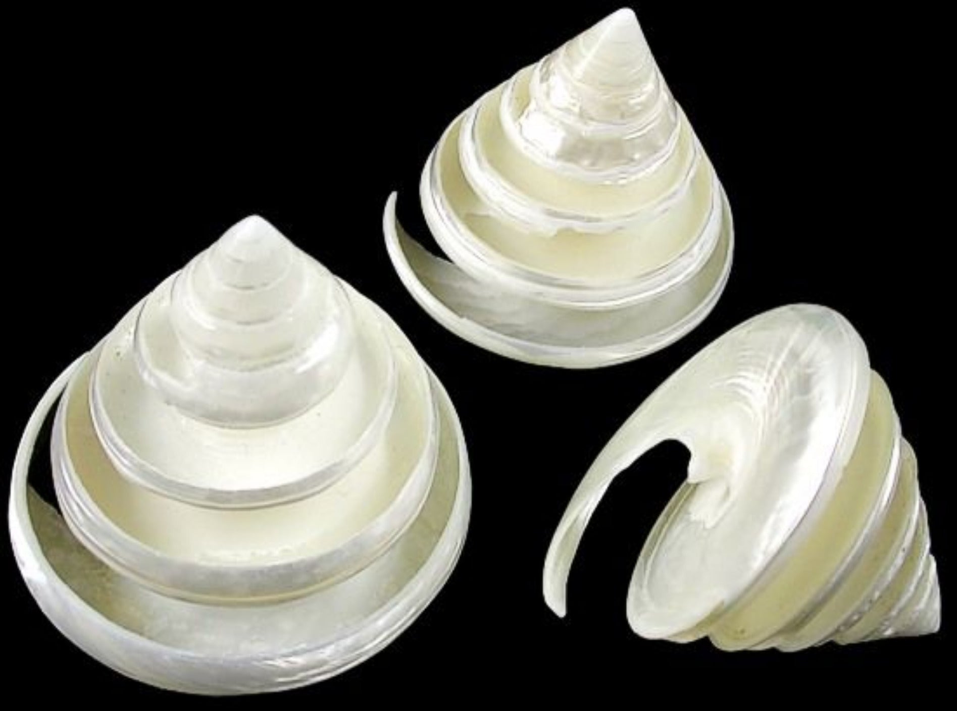 Silver Troca Spiral Cut Shells measuring 2 to 2 1/2" , Sold Each   31926