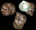 TURBO SHELLS KNOWLEDGE BASE ####