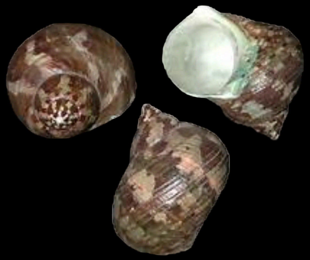 TURBO SHELLS KNOWLEDGE BASE ####
