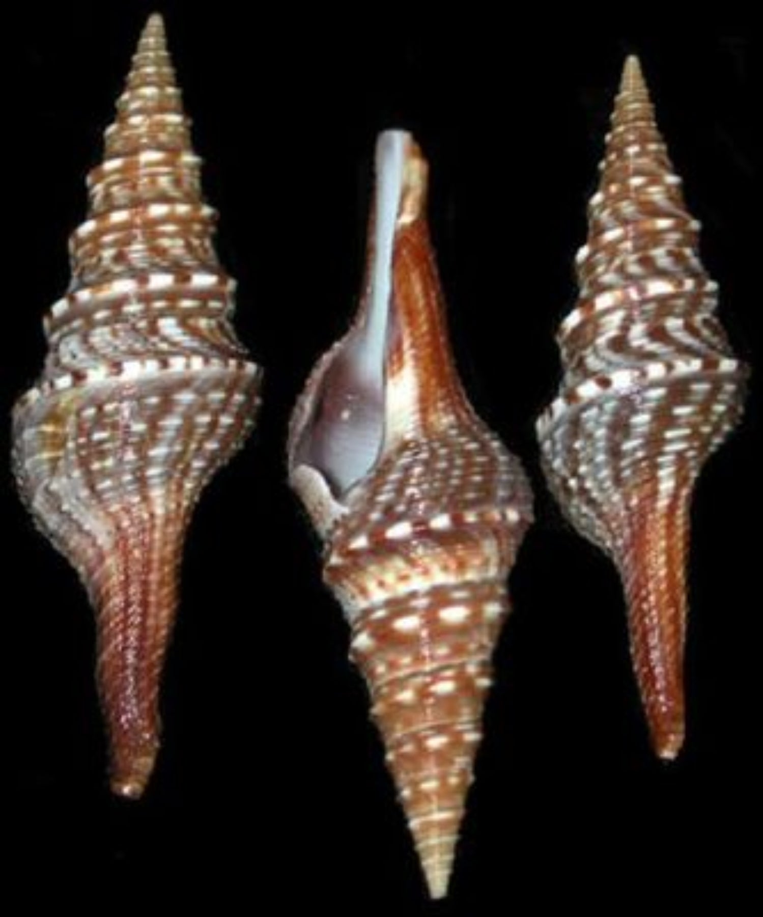 (Indian Turrid) Turris Shells -3 to 3 1/2"  Sold Each    70326