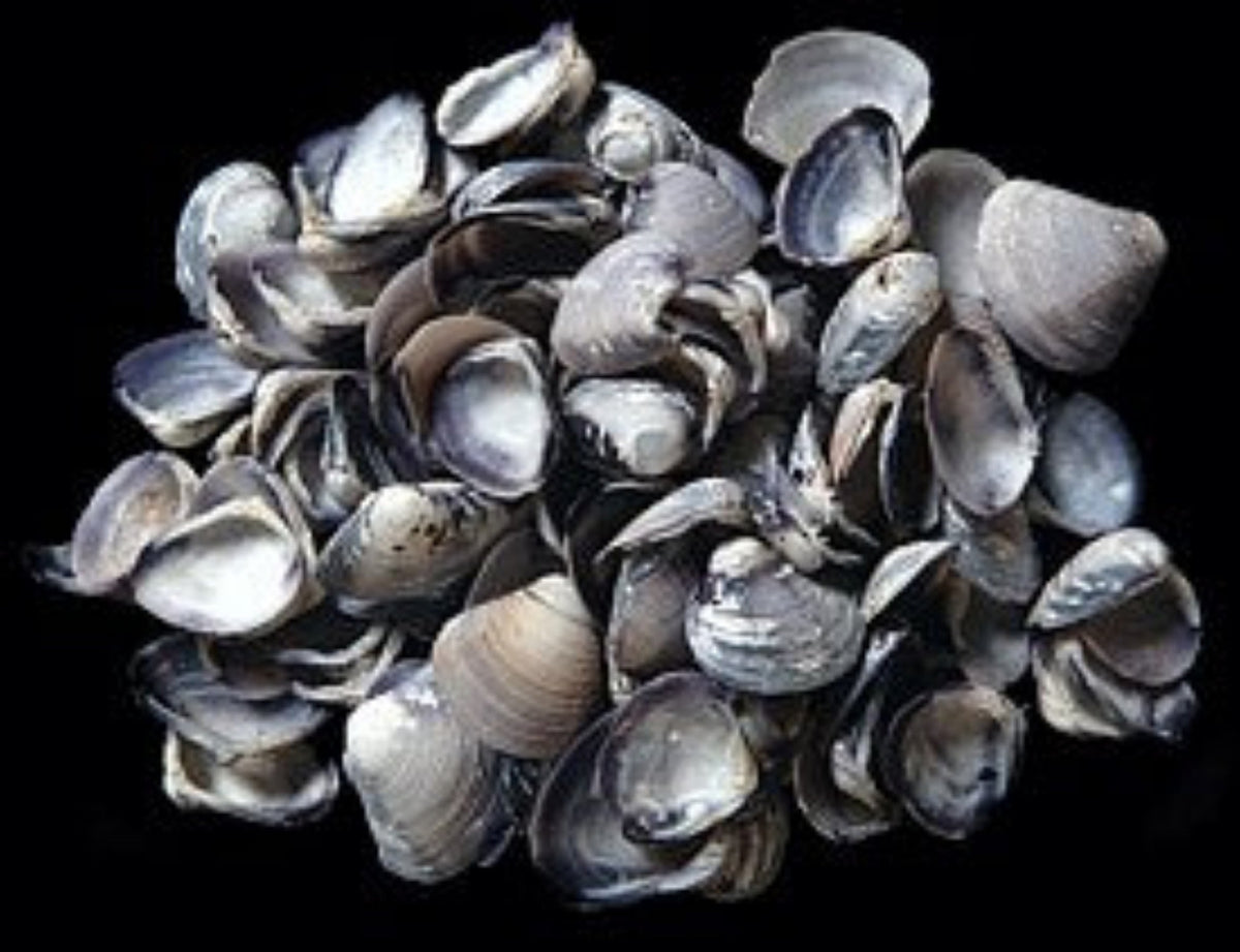 One 1/4 LBS of Baby Purple Cay Cay Shells -  1" or less       101326